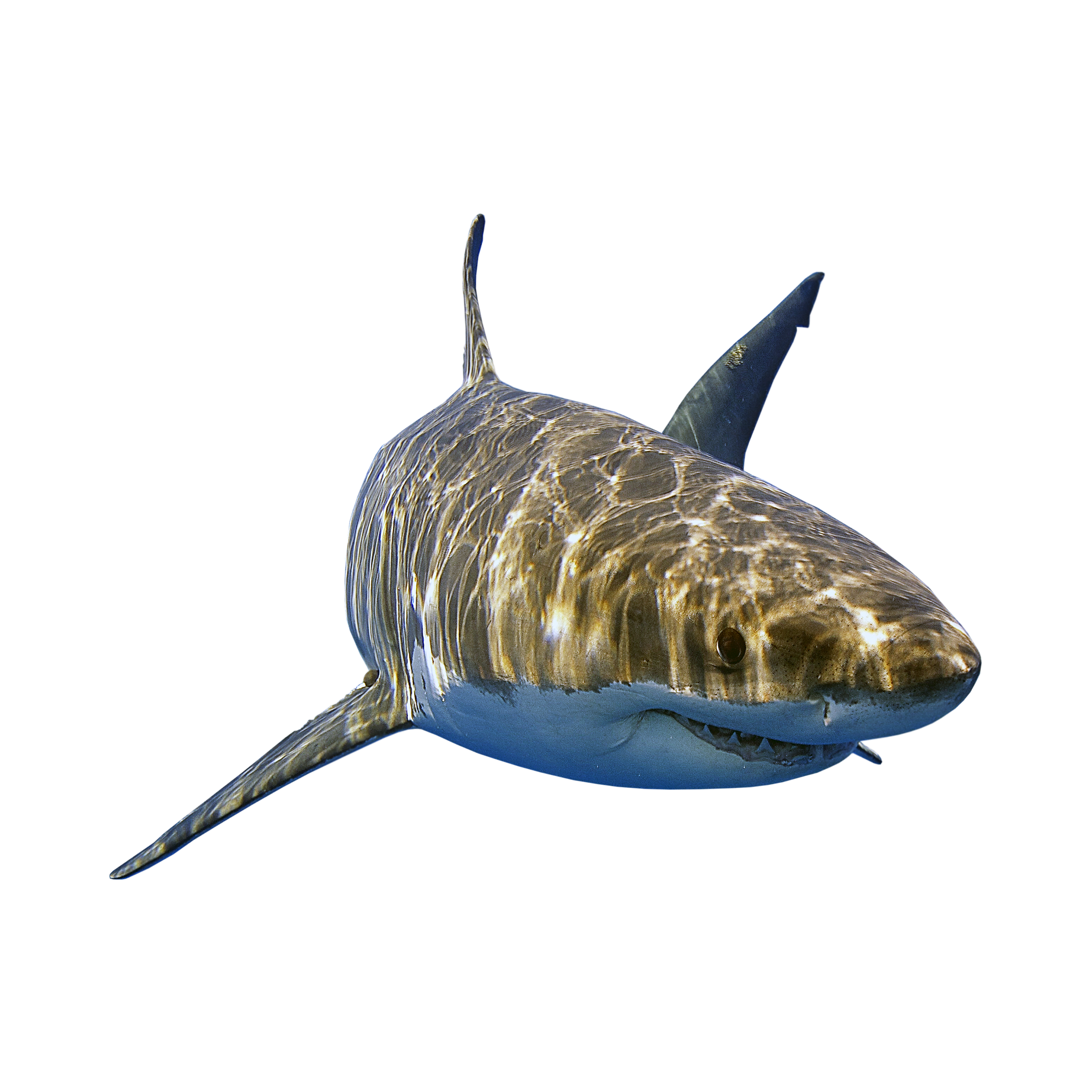 Expert Shark