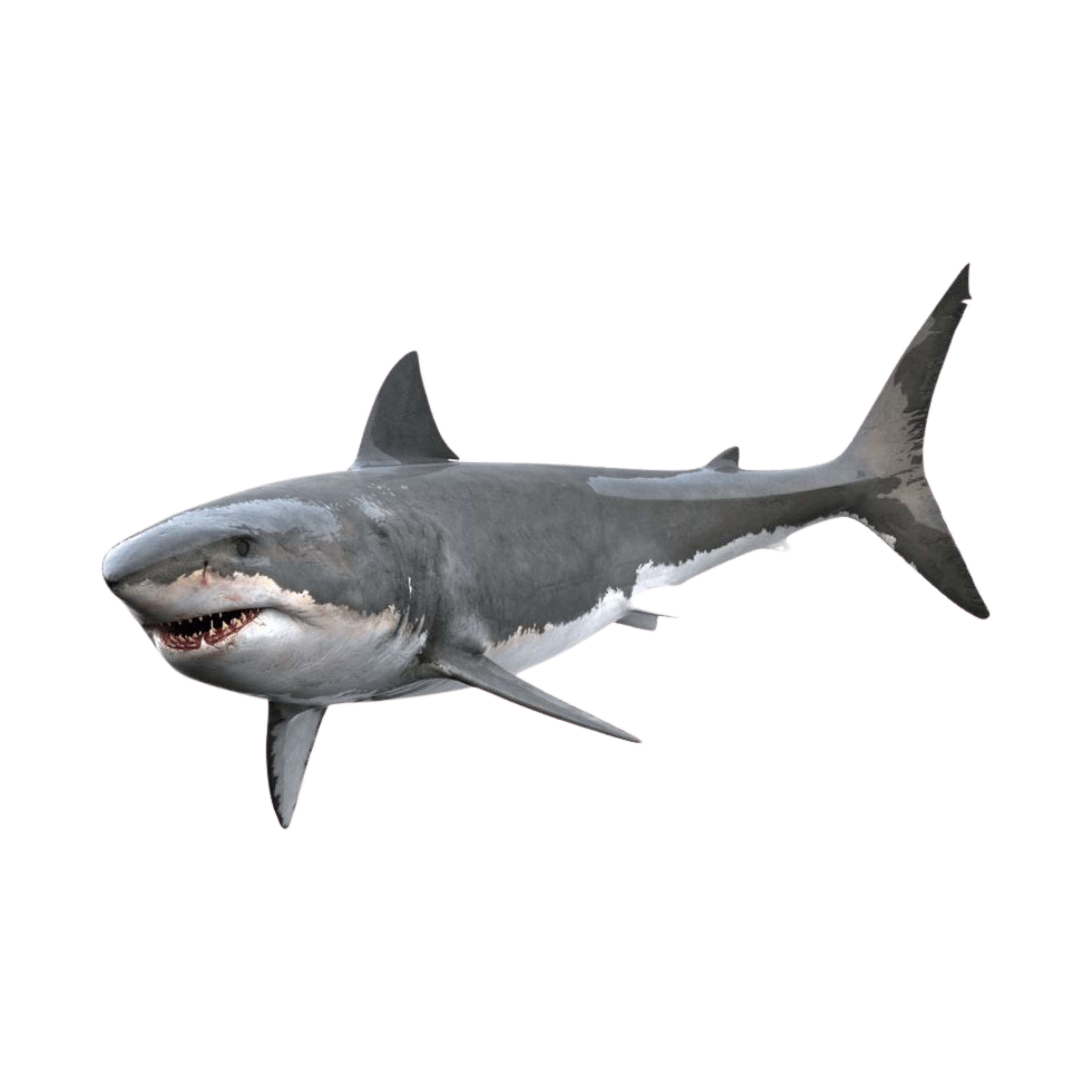 Shark